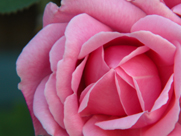 aromatherapy course from RJ Buckle